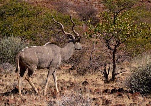 Kudu-1