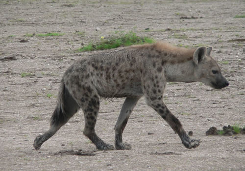 Spotted Hyena