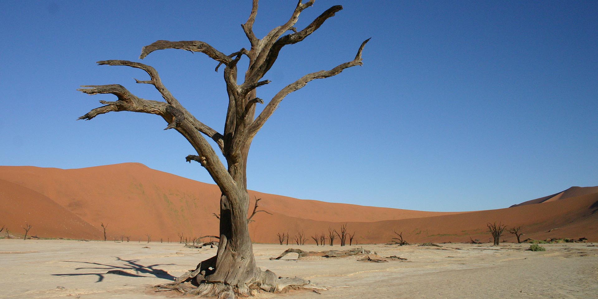 Dead Vlei südlich vom Sossusvlei in der Dünen-Namib im südlichen Zentrum Namibias Foto 2006