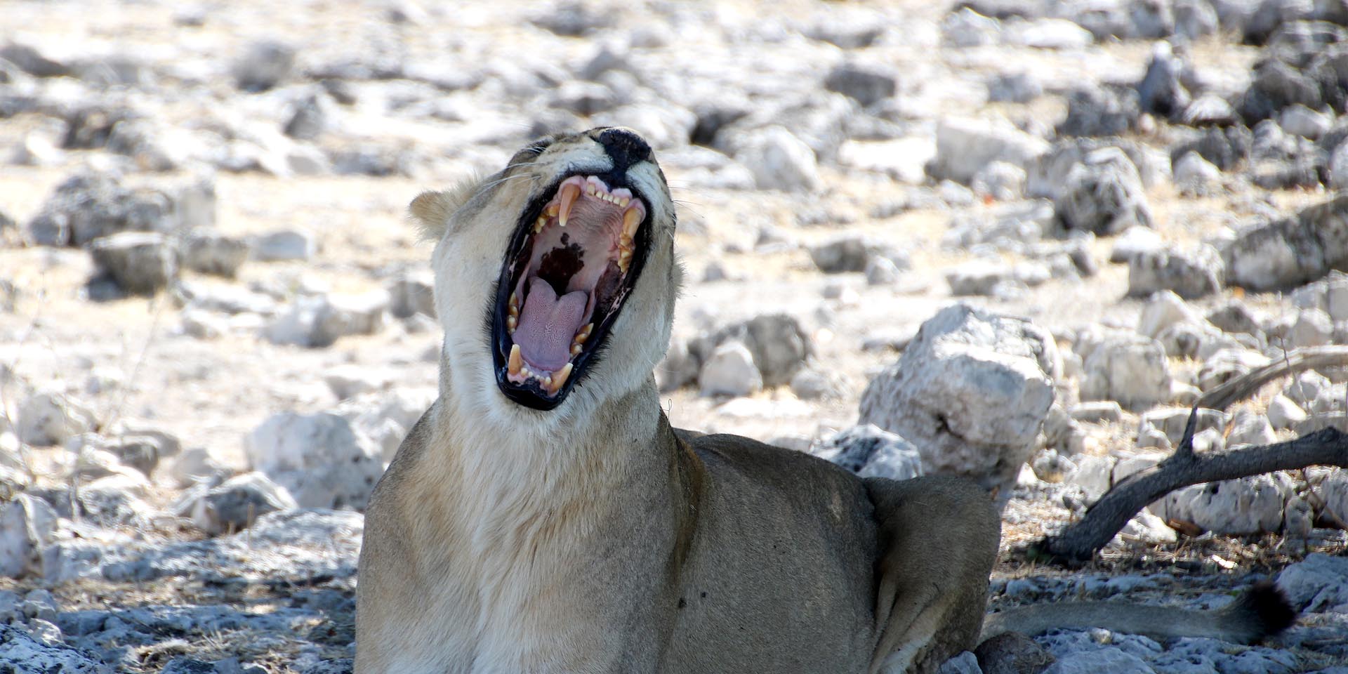 Vorbereiten aufs Ausruhen Gähnende Löwin im Etosha Nationalpark im Norden Namibias Foto Sven-Eric Stender