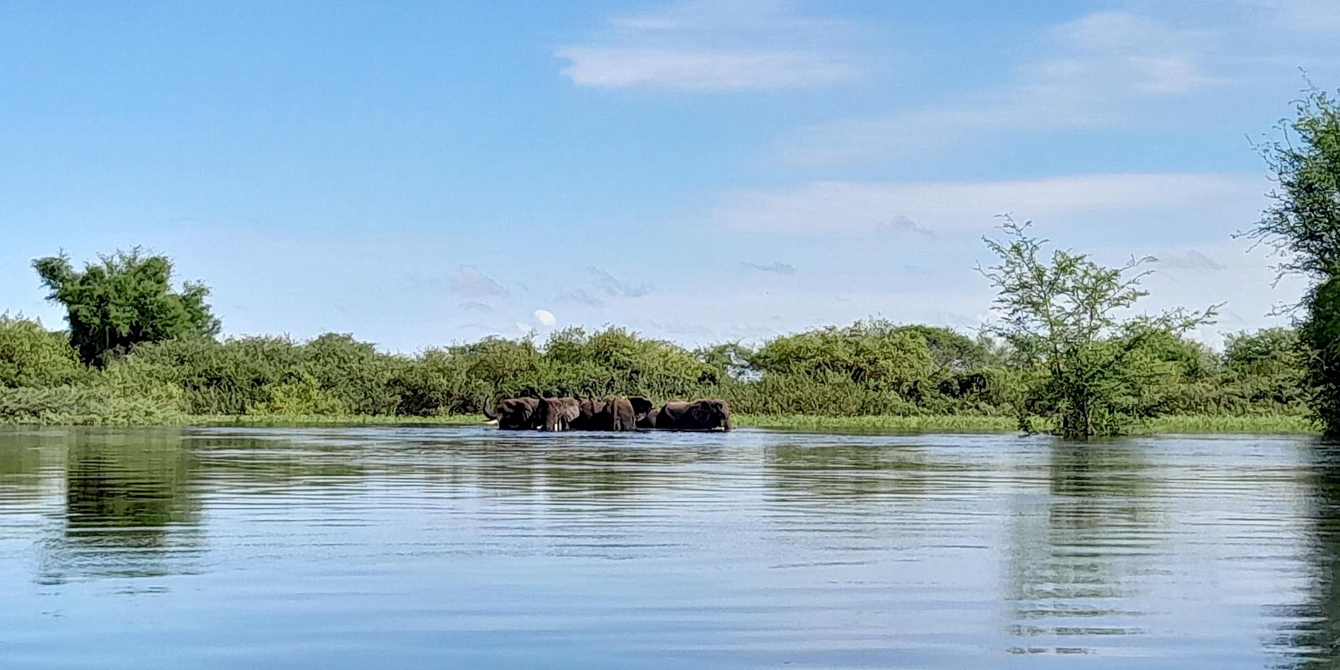 Gruppe Elefanten überquert Zambezi-Fluss nahe Zambezi Mubala Lodge etwa 40 km von Katima Mulilo entfernt Foto Gondwana Collection Namibia
