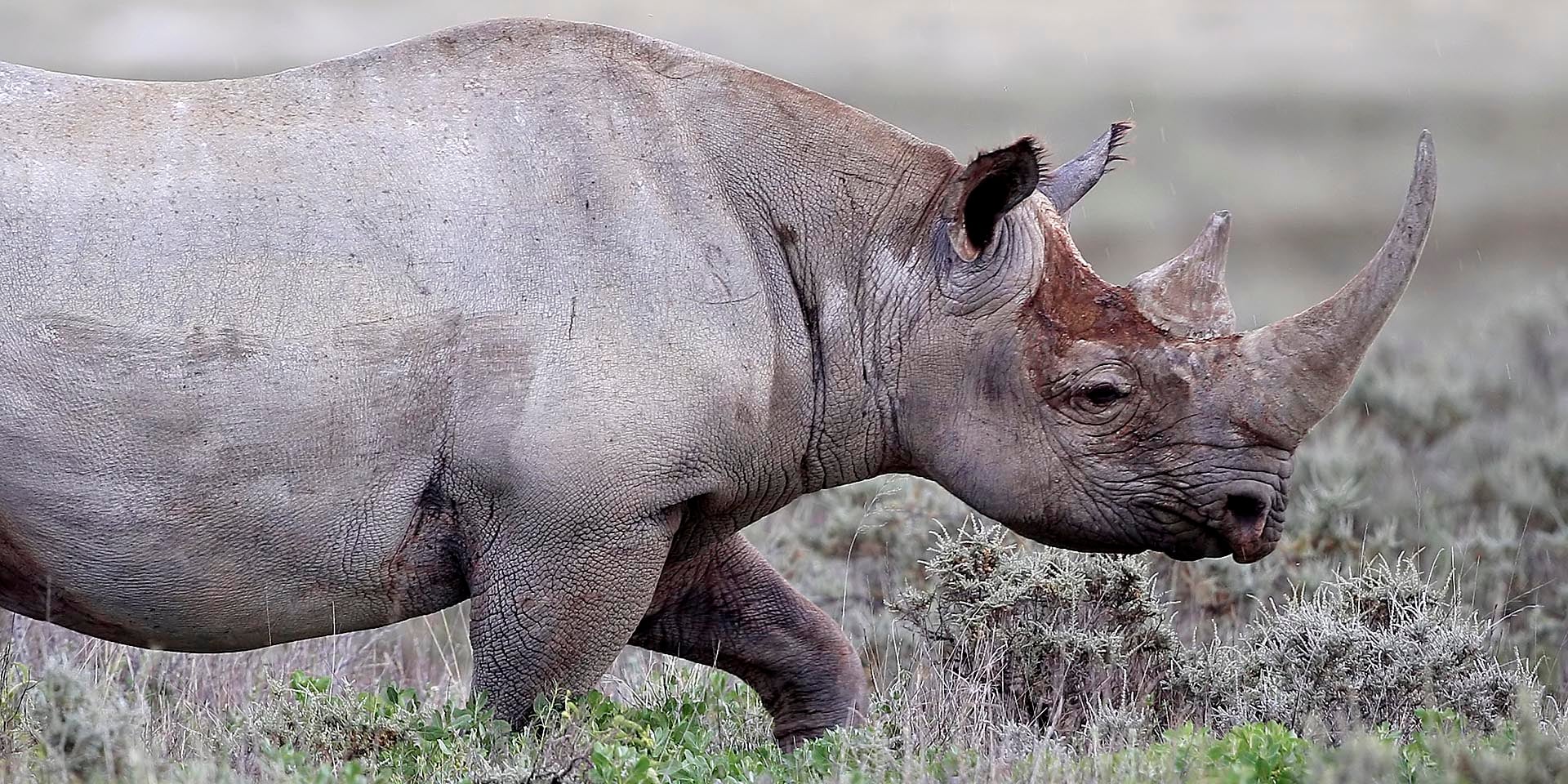 Nashorn-Wilderei in Namibia stark zurückgegangen Symbolfoto Spitzmaul-Nashorn bei Gemsbokvlakte im Etosha Nationalpark Foto Yathin S Krishnappa Wikipedia