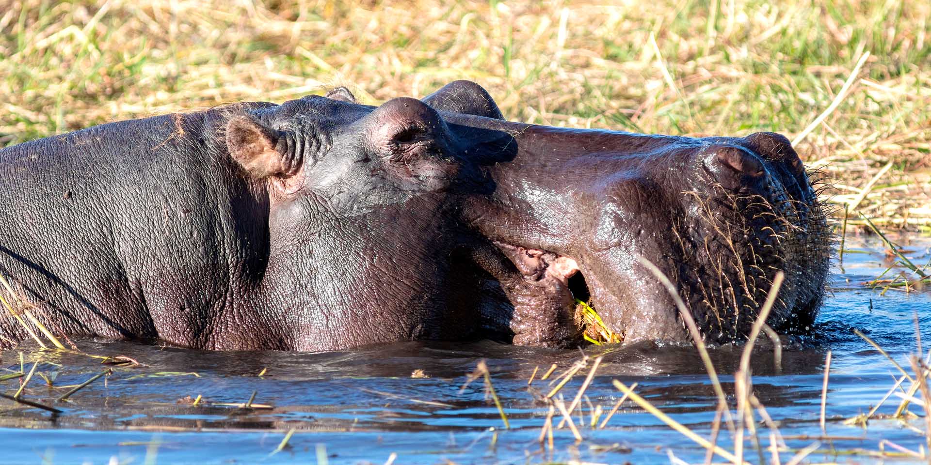 Eines von Namibias Weltrekordlern der Natur: Das Flusspferd (Hippopotamus amphibius) in den Flüssen der Zambezi-Region hat das größte Maul der an Land lebenden Tiere.  Foto: Diego Delso, Wikipedia