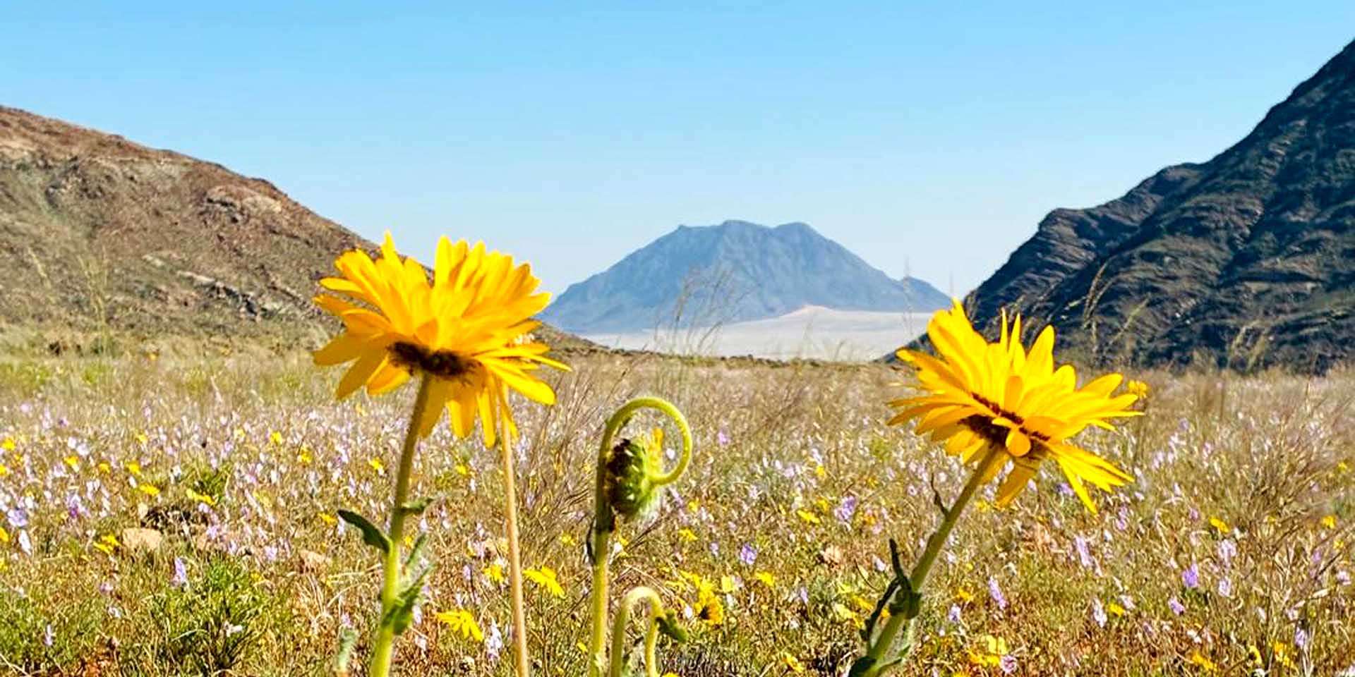 Namibias Namaqualand in Gelb Blühende Wüste am Ostrand der Namib westlich von Aus mit dem erloschenen Vulkan 'Dikke Willem' im Hintergrund Foto Klein-Aus Vista
