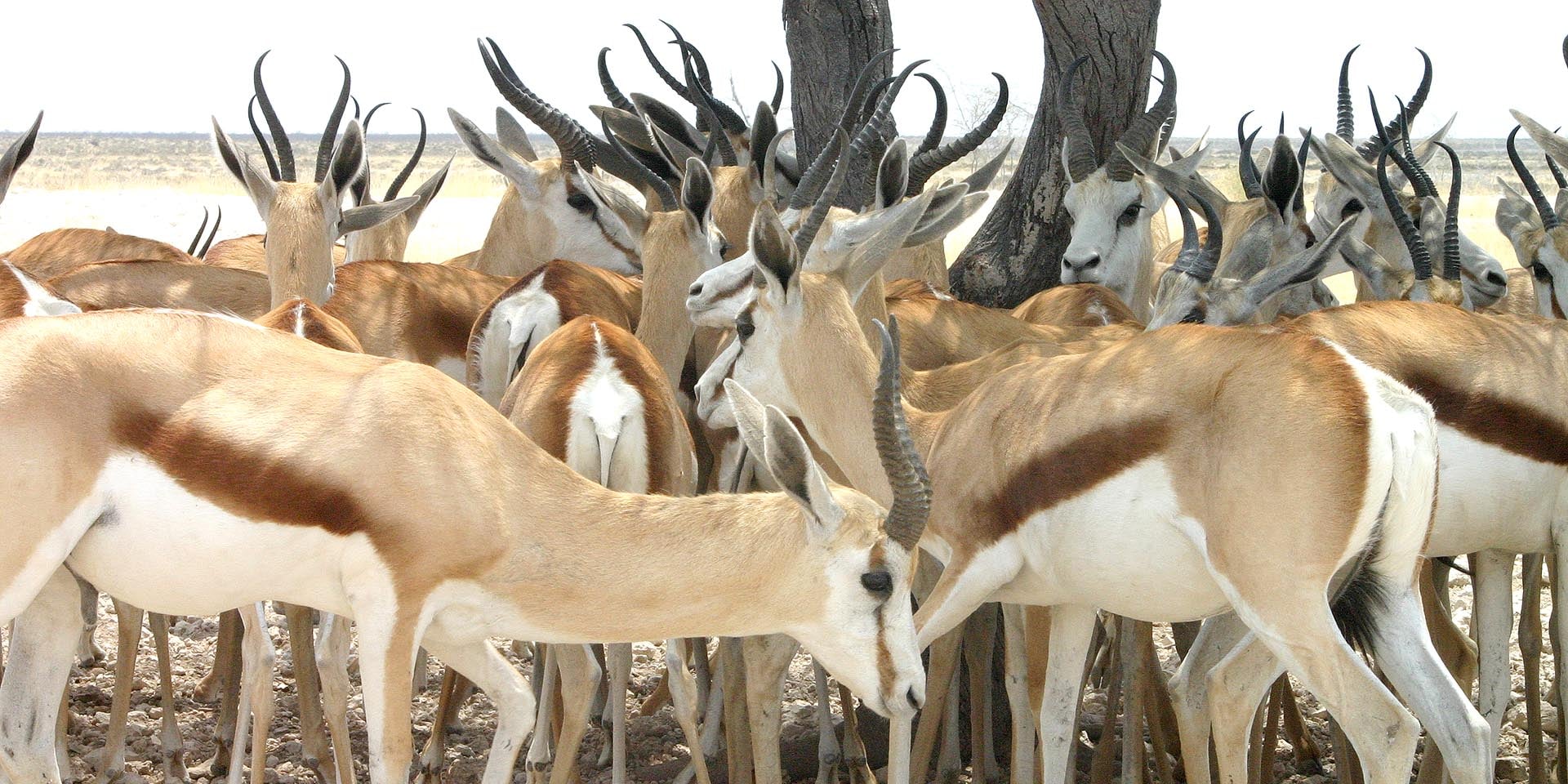 Bei einem großen Teil der 945 Wildtiere die aus dem Etosha Nationalpark in Conservancies umgesiedelt werden handelt es sich um Springböcke Foto nur zur Illustration Sven-Eric Stender