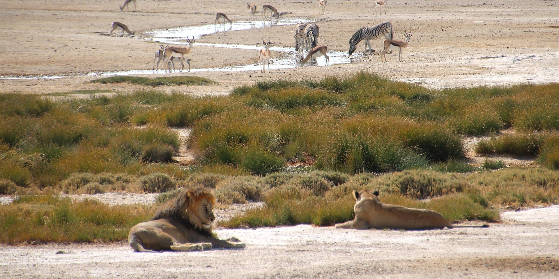 Ein Drittel der Raubtier-Arten in Namibia bedroht