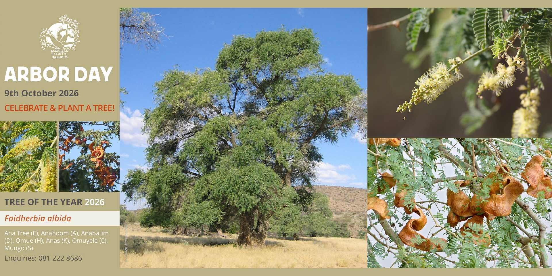 Kommt in Namibia vor allem entlang der Riviere Trockenflüsse vor aber auch in Schwemm-Ebenen Ana-Baum Faidherbia albida Namibias Baum des Jahres 2026 Fotos Botanical Society of Namibia BotSoc Wikipedia