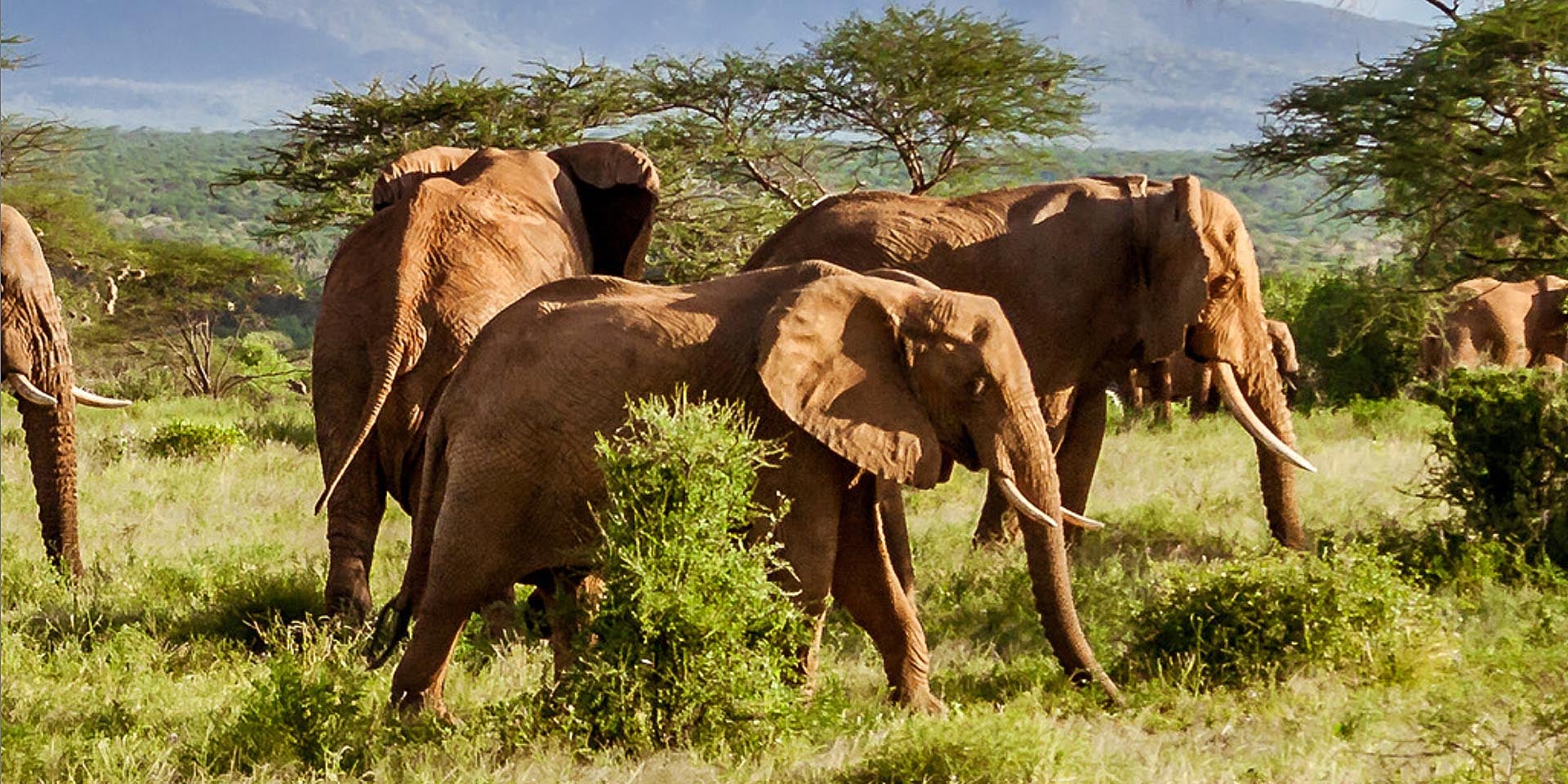 Eine der Erfolgsgeschichten im Naturschutz Namibias Elefanten-Populationen sind stabil oder legen sogar zu Foto 2026 Living Planet Report