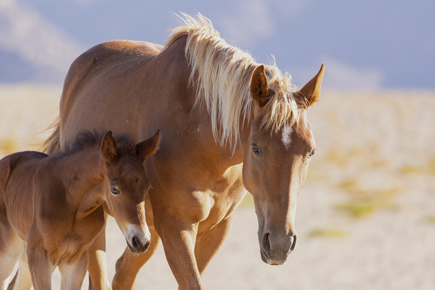 Celebrating a century of wild horses