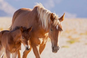 Celebrating a century of wild horses