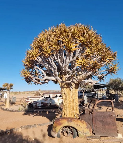 Quiver tree at Canyon Roadhouse