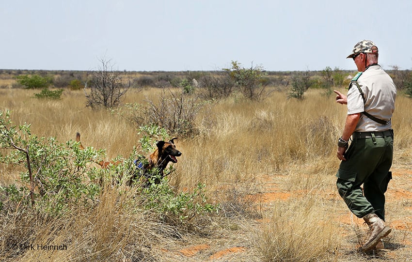 Spürhund Namibia