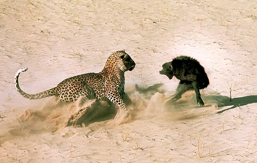 Leopard Pavian Namibia