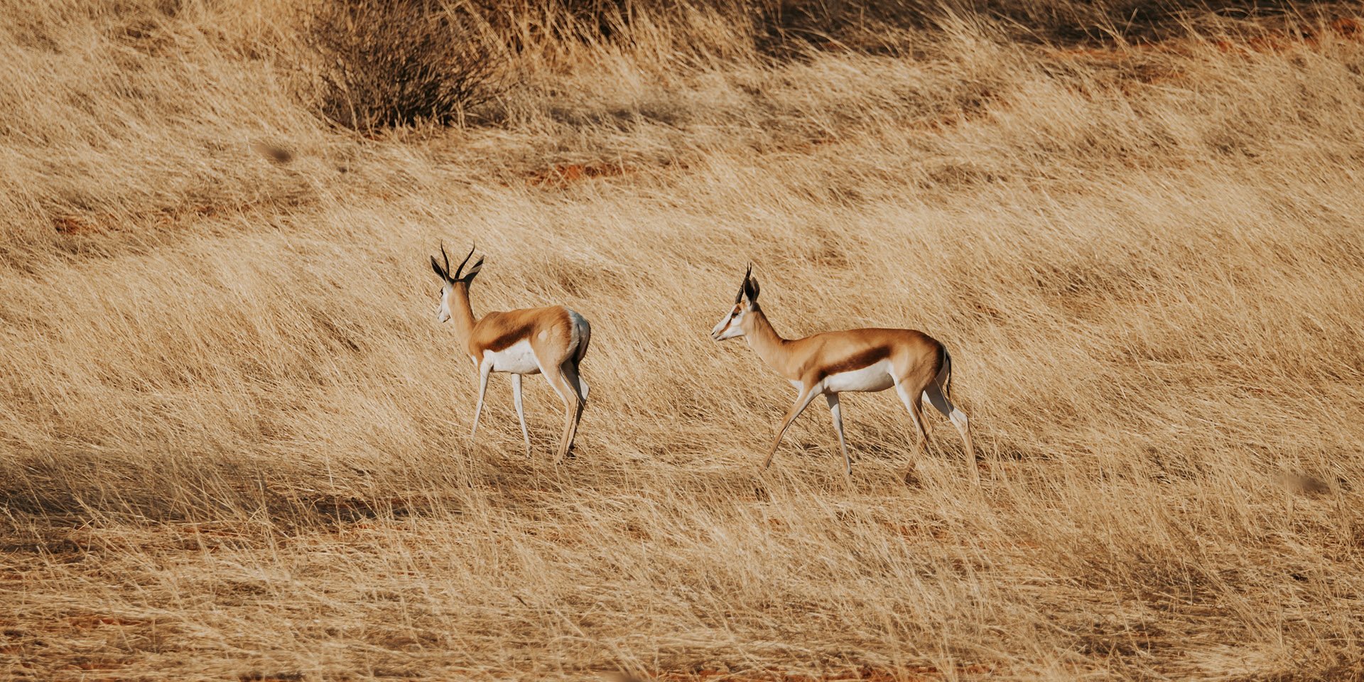 Springboks grazing