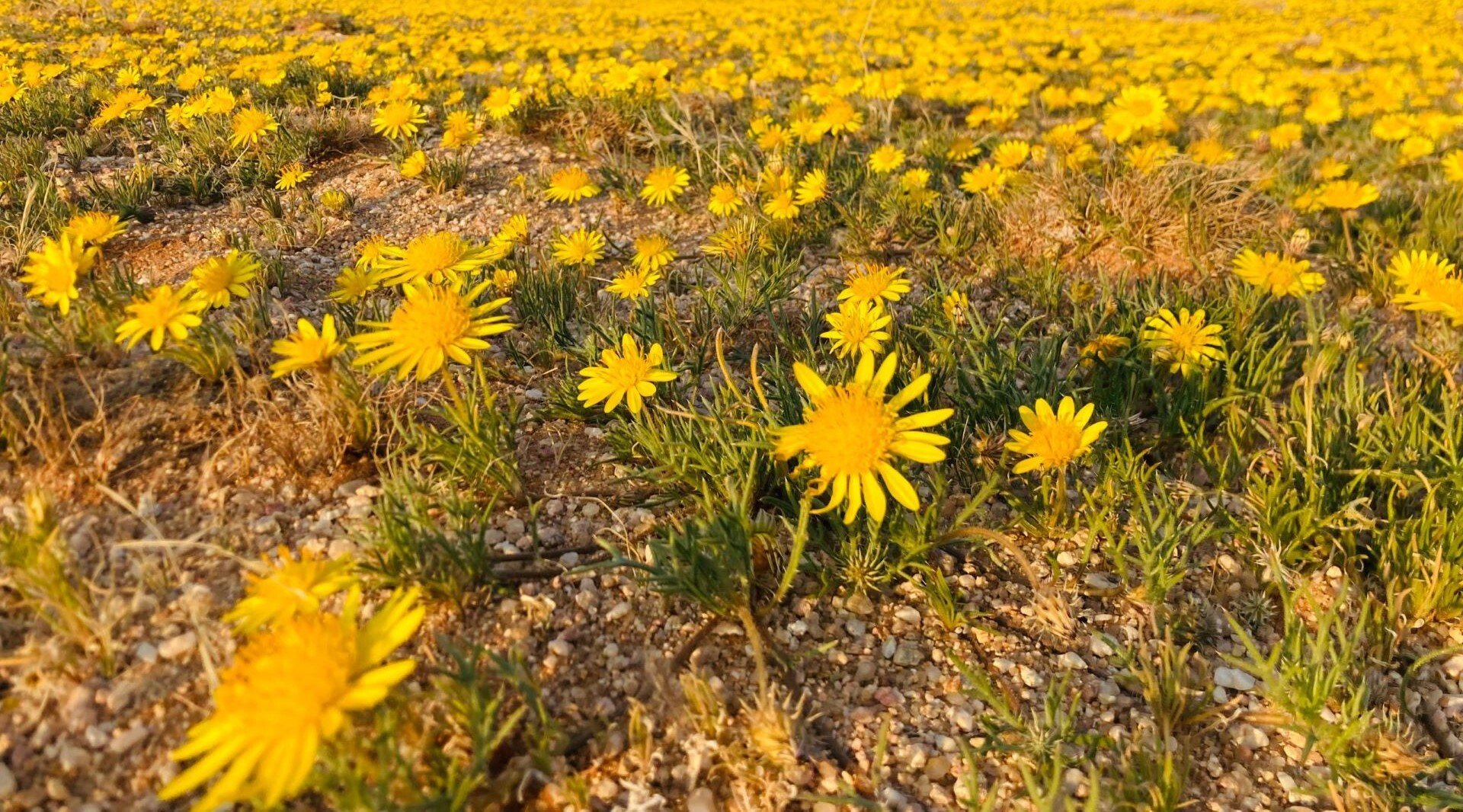Namibias beruehmte Wildblumen bei Aus