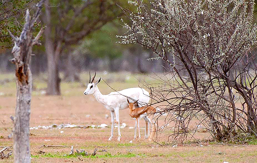 Leuzistischer Springbock