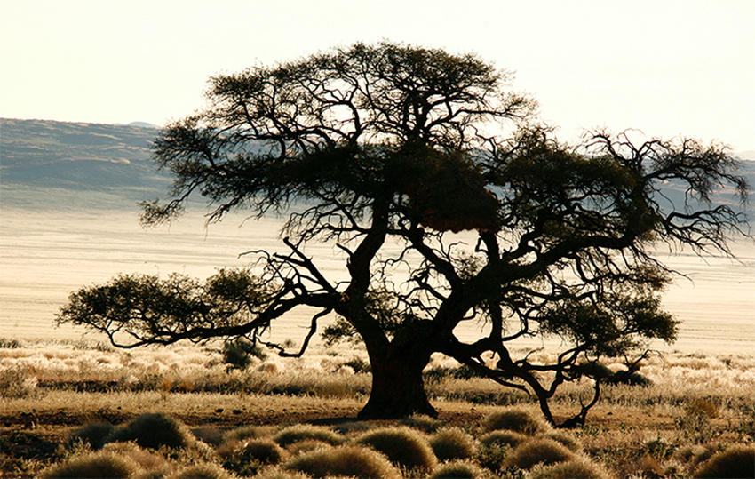 Baum Namibia